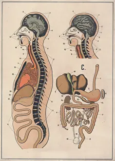 Medical illustration, The human digestive system