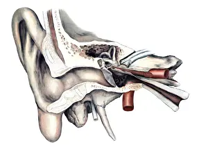 Medical illustration, The human hearing organ