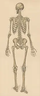 Medical illustration, human skeleton from behind