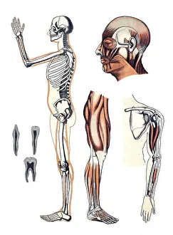 Medical illustration, human skeleton and muscles