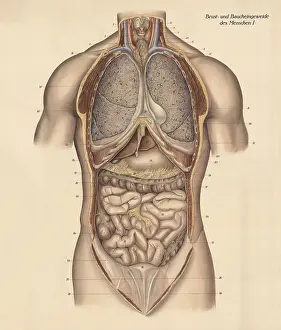 Medical illustration, intestines
