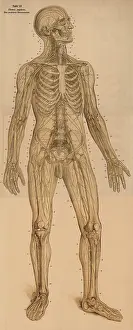 Medical illustration, The peripheral nervous system