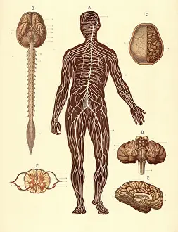 Medical illustration, structure of the human nervous system