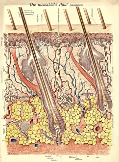 Medical illustration, structure of human skin