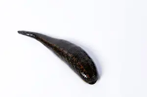 Medicinal leech (Hirudo medicinalis)