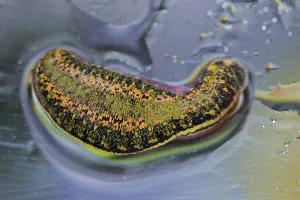 Medicinal leech (Hirudo medicinalis)
