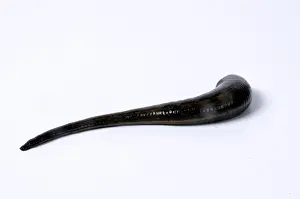 Medicinal leech (Hirudo medicinalis)