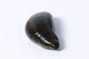 Medicinal leech (Hirudo medicinalis)