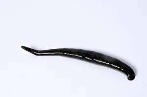 Medicinal leech (Hirudo medicinalis)