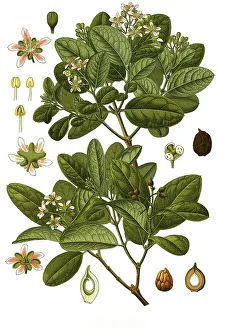 Medicinal (Peumus boldus) plant