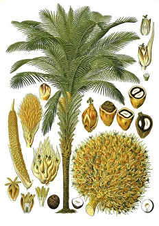 Medicinal plant, african oil palm (Elaeis guineensis) belongs to the economically most important palm species