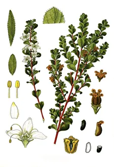 Medicinal plant, Agathosma betulina