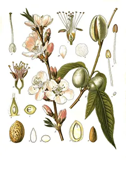 Medicinal plant, almond tree (Prunus dulcis) (Amygdalus communis)