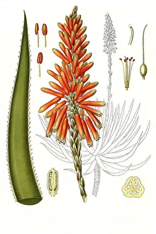 Medicinal plant, Aloe succotrina is a species of plant in the genus Aloes in the subfamily Affodilidae