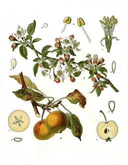 Medicinal plant, apple tree (Pyrus malus) Historical