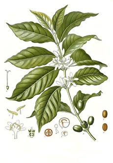 Medicinal plant, Arabica coffee