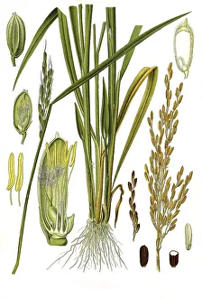 Medicinal plant, asian rice (Oryza sativa)