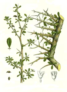 Medicinal plant, Balsamodendron myrrha