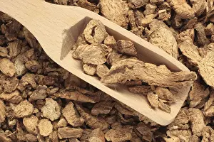 Medicinal plant Becherglockenwurzel