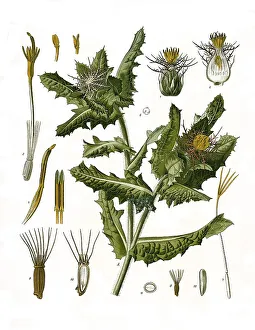 Medicinal plant, Benedict herb (Cnicus (Centaurea benedicta) (Cnicus benedictus) benedictus)