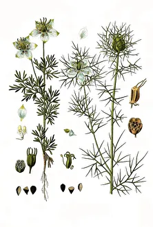 Medicinal plant, Black cumin (Nigella sativa)