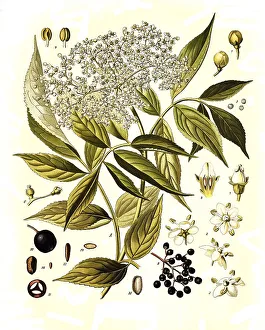 Medicinal plant, Black elder (Sambucus) nigra
