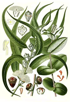 Medicinal Plant, Blue Eucalyptus