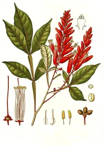 Medicinal plant, Brazilian quassia
