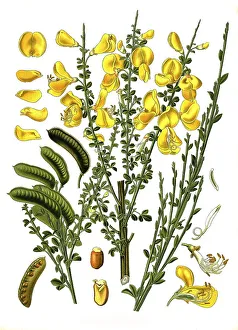 Medicinal plant, Broom, Common broom (Cytisus scoparius)