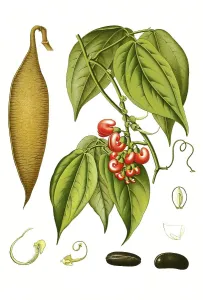 Medicinal plant, calabar bean (Physostigma venenosum)