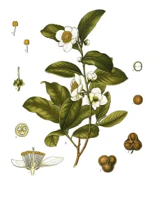 Medicinal plant, Camellia thea