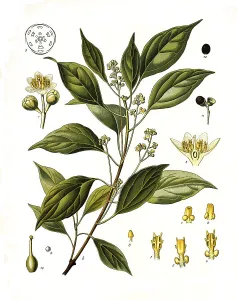 Medicinal plant, camphor tree, Cinnamomum camphora