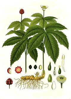 Medicinal plant, Canadian orange root (Hydrastis canadensis)