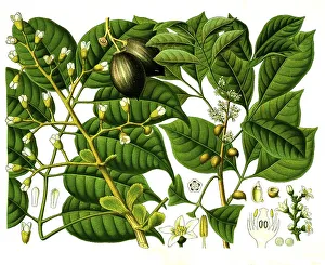 Medicinal plant, Canarium luzonicum