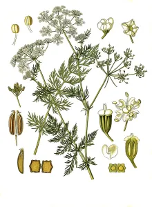 Medicinal plant, caraway (Carum carvi)