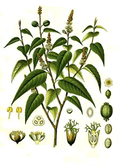 Medicinal plant, cascarilla (Croton eluteria) is a species of plant in the genus Croton in the spurge family