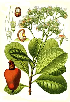 Medicinal plant, cashew (Anacardium occidentale) tree