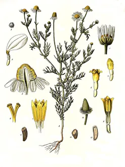 Medicinal plant, chamomile (Matricaria) chamomilla