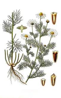 Medicinal plant, Chrysanthemum inodorum