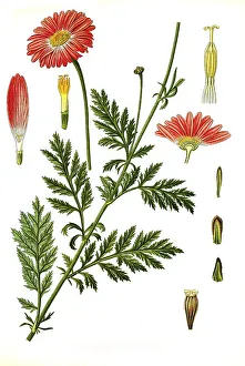 Medicinal plant, Chrysanthemum marshallii