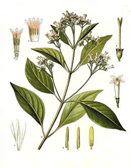 Medicinal plant, Cinchona officinalis