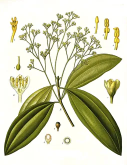 Medicinal plant, cinnamon cassia