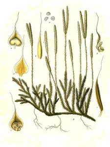 Medicinal plant, club moss (Lycopodium clavatum)
