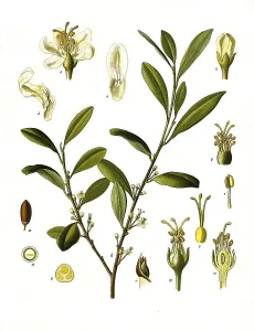 Medicinal plant, coca plant (Erythroxylum coca) or coca shrub