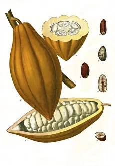Medicinal plant, cocoa trees belongs to the genus Theobroma (cocoa (Theobroma cacao) trees) in the mallow family