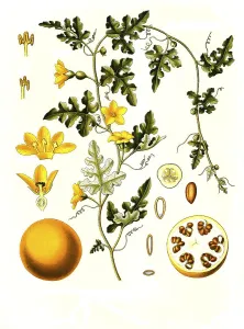 Medicinal plant, coloquine, also coloquine cucumber