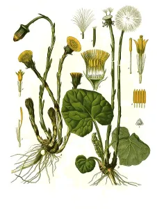 Medicinal plant, coltsfoot (Tussilago farfara)