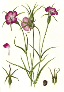 Medicinal plant, common corncockle (Agrostemma githago) or corn radish