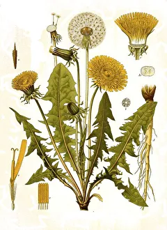Medicinal plant, Common dandelion (Taraxacum sect)