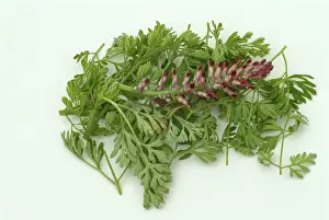 Medicinal plant Common fumitory (Fumaria officinalis)